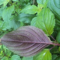 Coleus inflatus Benth.